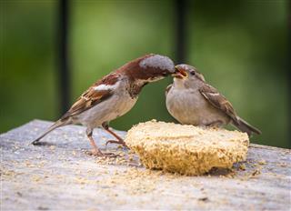 Tips to Get Rid of Sparrows