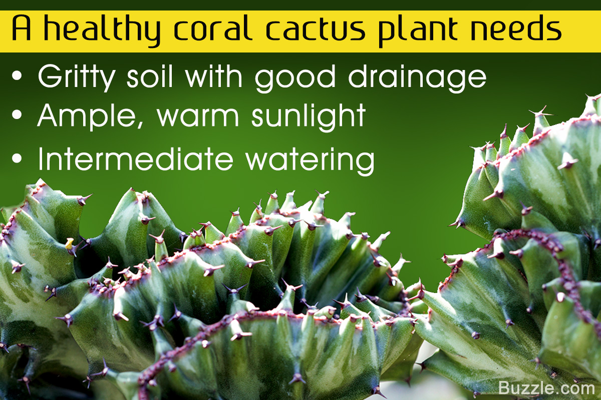 Vital Tips to Grow And Care for a Coral Cactus Plant