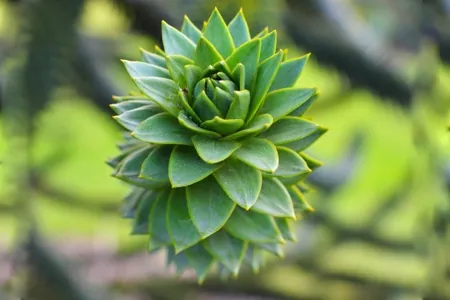 A close-up of the sharp, triangular green leaves of a Monkey Puzzle Tree arranged in a tight spiral pattern.