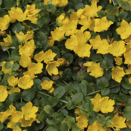 Tips to Propagate the Low-maintenance Creeping Jenny Plant