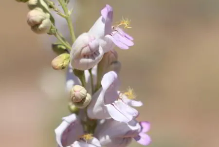 Close-up of a penstemon stalk with light purple flowers and green buds set against a soft, blurred background.