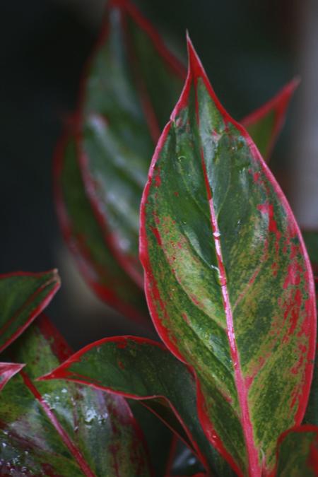 Simple Tips to Take Care of the Air-purifying Chinese Evergreens
