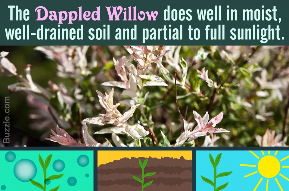 Expert Tips to Take Care of the Colorful Dappled Willow