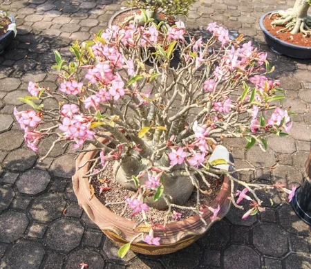 A desert rose plant with pink flowers and a bulbous trunk sits in a pot on a paved patio.