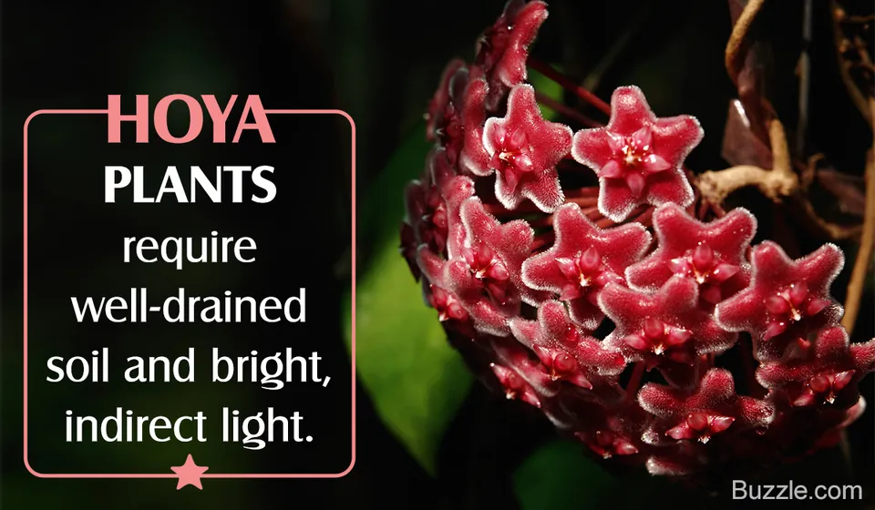 A cluster of red star-shaped Hoya flowers next to text explaining that they require well-drained soil and bright, indirect light.