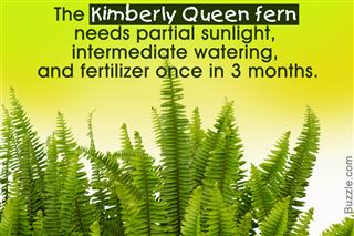 Truly Helpful Tips to Take Care of Kimberly Queen Ferns