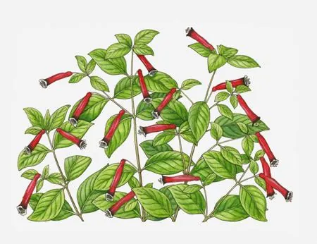 A botanical illustration of a Mexican Cigar plant featuring green leaves and long, tubular red flowers.