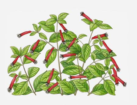 Tips to Take Care of the Profusely-blooming Mexican Cigar Plants
