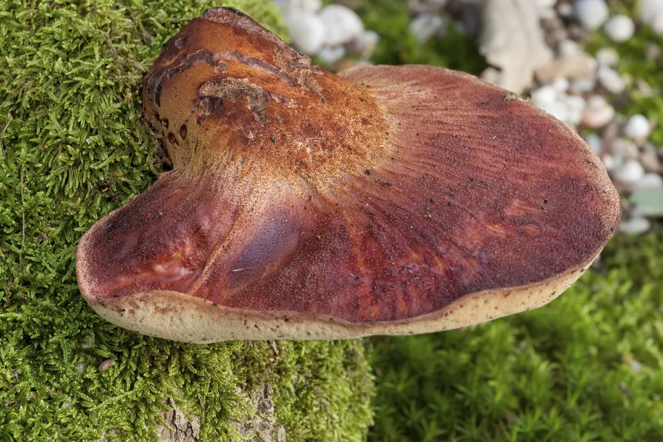 A large reddish-brown bracket fungus growing on a moss-covered tree trunk with white stones in the background.