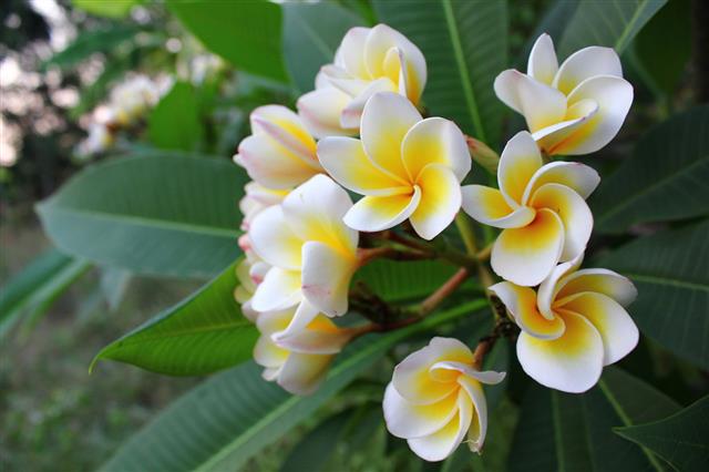 A Brief Guide to Tree Identification by Examining its Flower