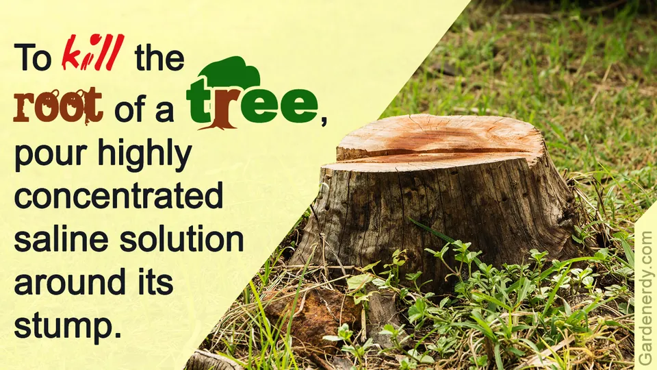 A cut tree stump sits in a grassy area with small green weeds growing around its base.