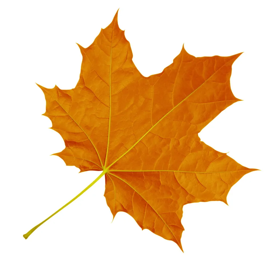 A vibrant orange maple leaf with five lobes and serrated edges isolated on a white background.