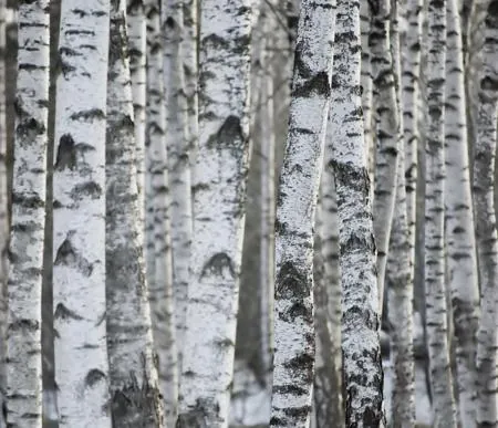 A dense cluster of white-barked birch tree trunks with dark horizontal markings stands closely together.