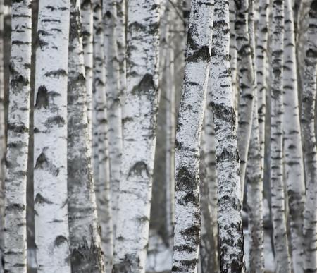 No Kidding! Check These Pictures of Trees That Have a White Bark