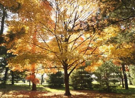 A large deciduous tree with vibrant yellow autumn foliage stands in a grassy park surrounded by other trees.