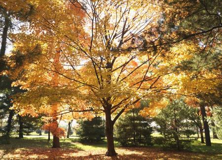 Learn About the 5 Trees You Should NEVER Plant in Your Yard and Why