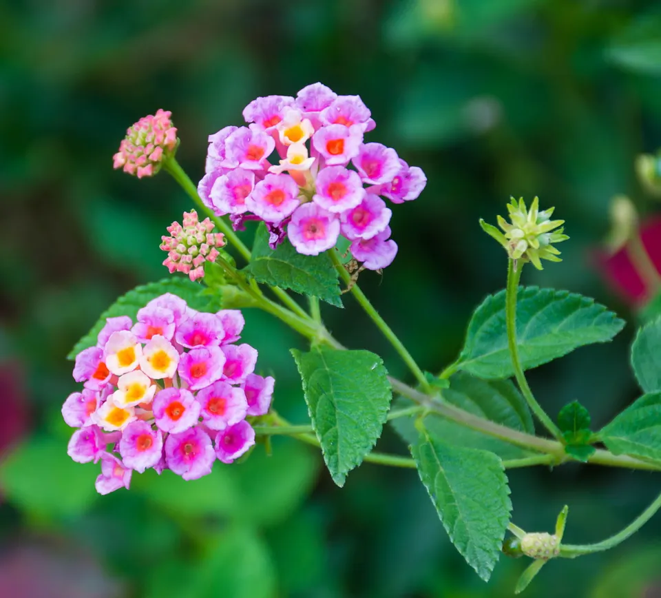 An Alphabetical List of Tropical Flower Names With Facts And Pictures