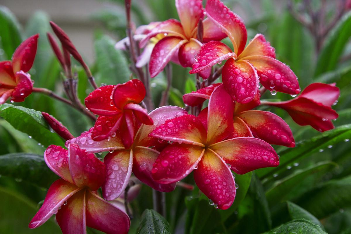 Amazing Facts About the Enticing Tropical Plumeria Flower