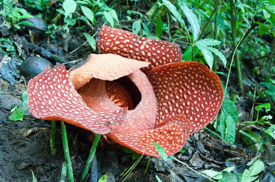 A large red Rafflesia flower with white spots sits open on the forest floor amidst green tropical vegetation.