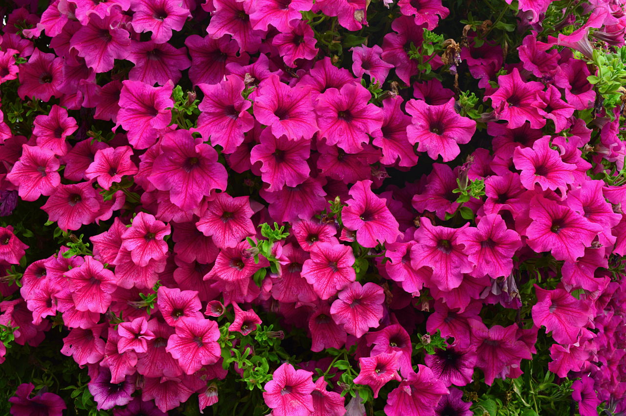 Things You Didn't Know About the Beautiful Trumpet-shaped Flowers