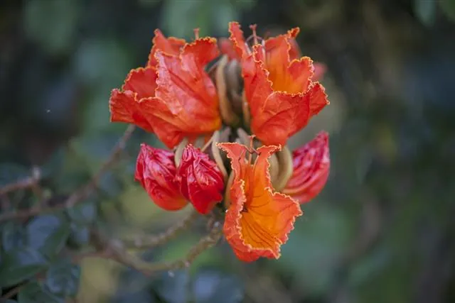 Cluster of bright orange ruffled flowers blooming on a branch with green foliage.