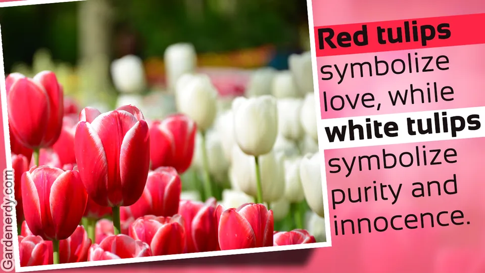 A close-up of vibrant red and white tulips growing in a garden with a blurred green background.