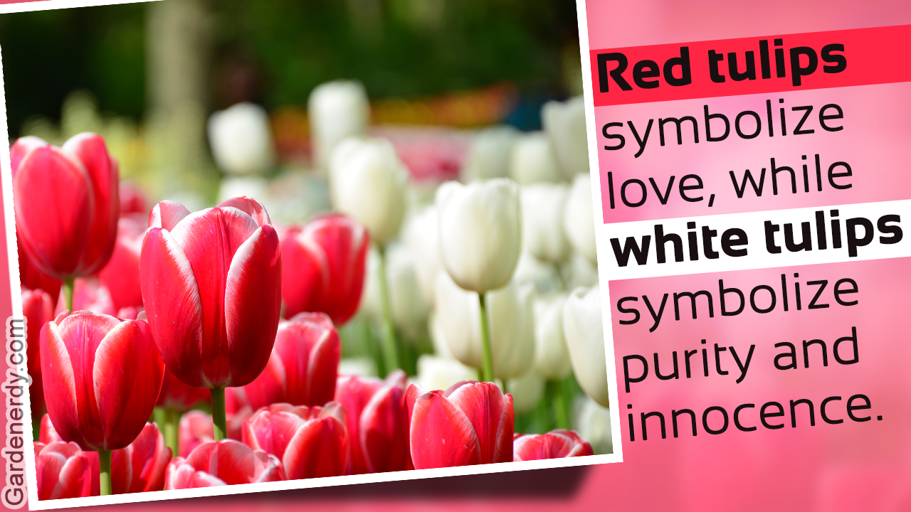 Meanings of the Different Colors of Tulips You Weren't Aware Of