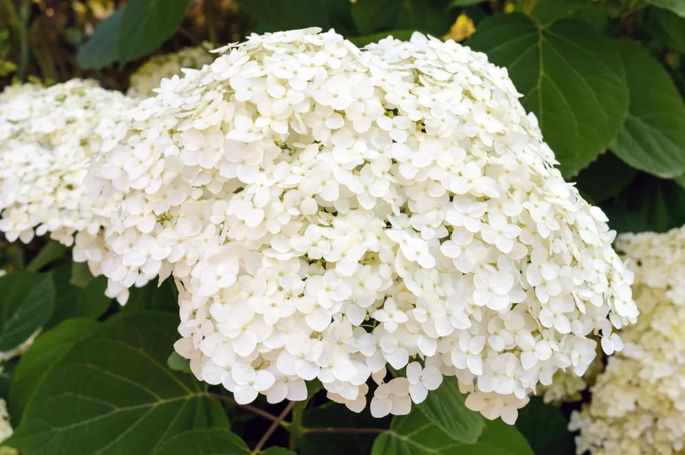 Close-up of large white hydrangea blooms set against a background of green leaves.