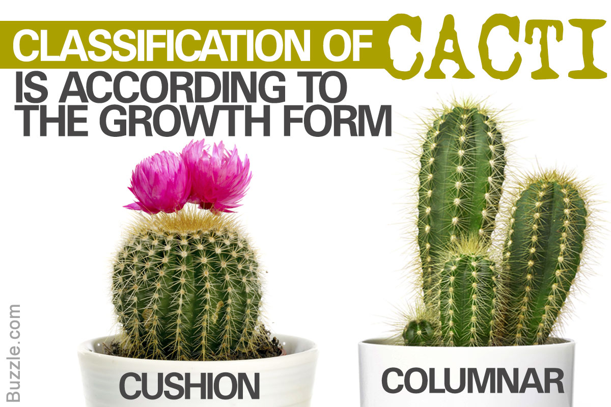 Types of Cacti - You'd Never Ever Believe They Were So Pretty
