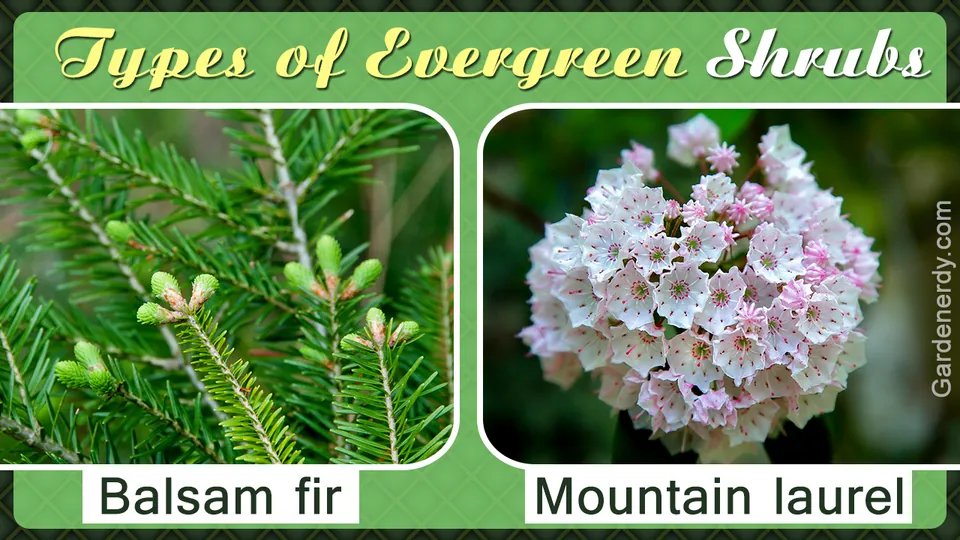 Side-by-side close-ups of green Balsam fir needles and white-pink Mountain laurel flowers with text labels.