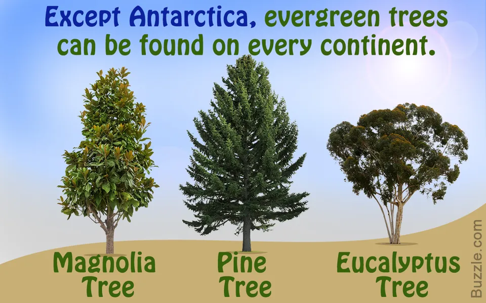 Three labeled evergreen trees, a magnolia, pine, and eucalyptus, stand on a sandy hill against a blue sky.