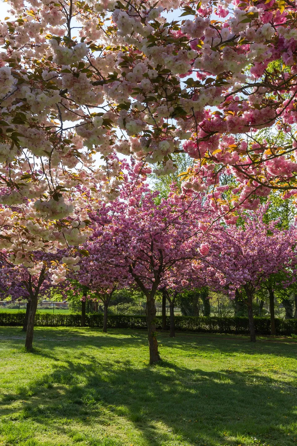 Pink and white flowering cherry trees create a canopy of blossoms over a green lawn in a sunny garden.