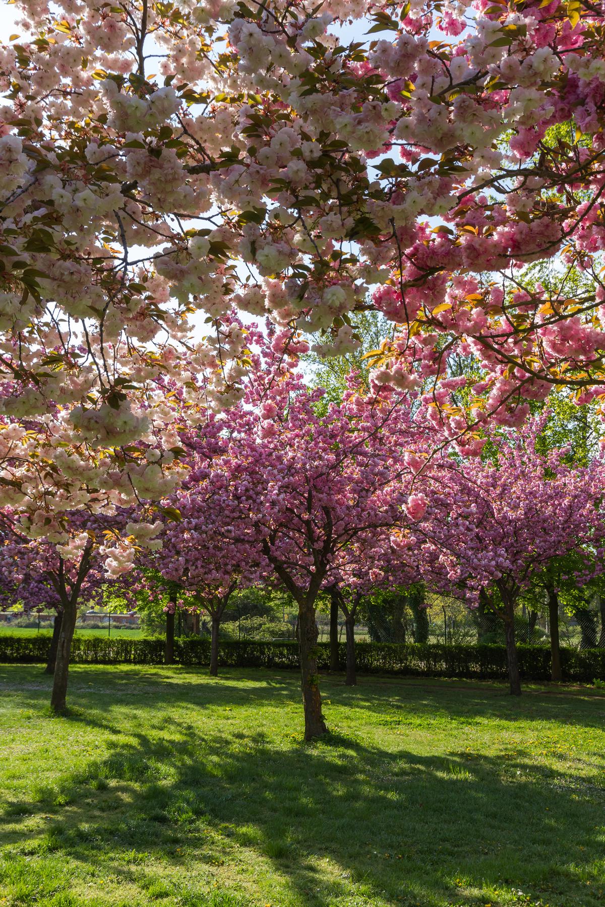 Types of Flowering Cherry Trees
