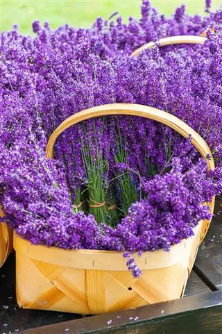 A wooden basket overflowing with cut purple flowers on a dark surface.