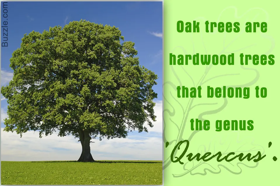 A solitary oak tree stands in a grassy field against a blue sky.