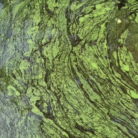 Vibrant green moss with wavy, dark striated patterns growing on a textured surface.