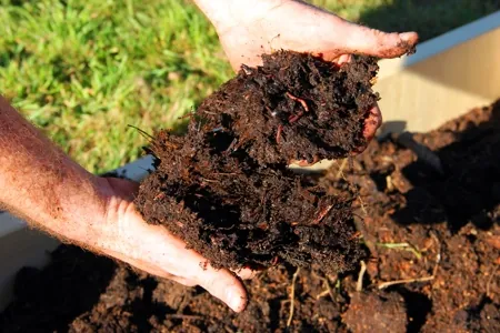Hands holding a clump of dark potting soil with visible organic matter over a raised garden bed.