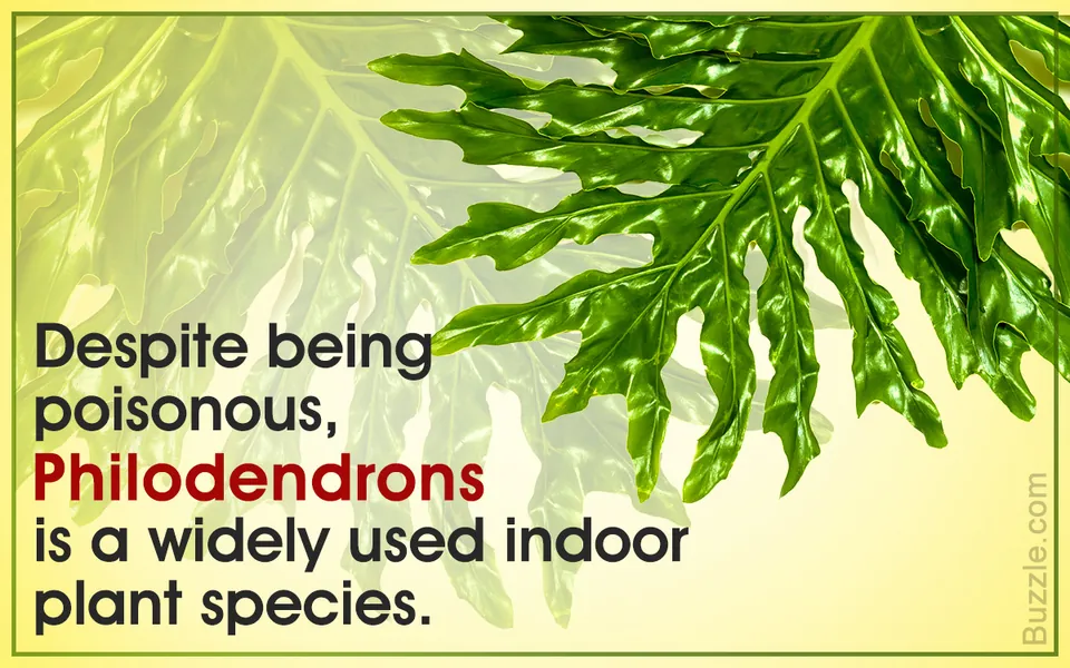 A glossy green Philodendron leaf with deep lobes on a light yellow background with text.