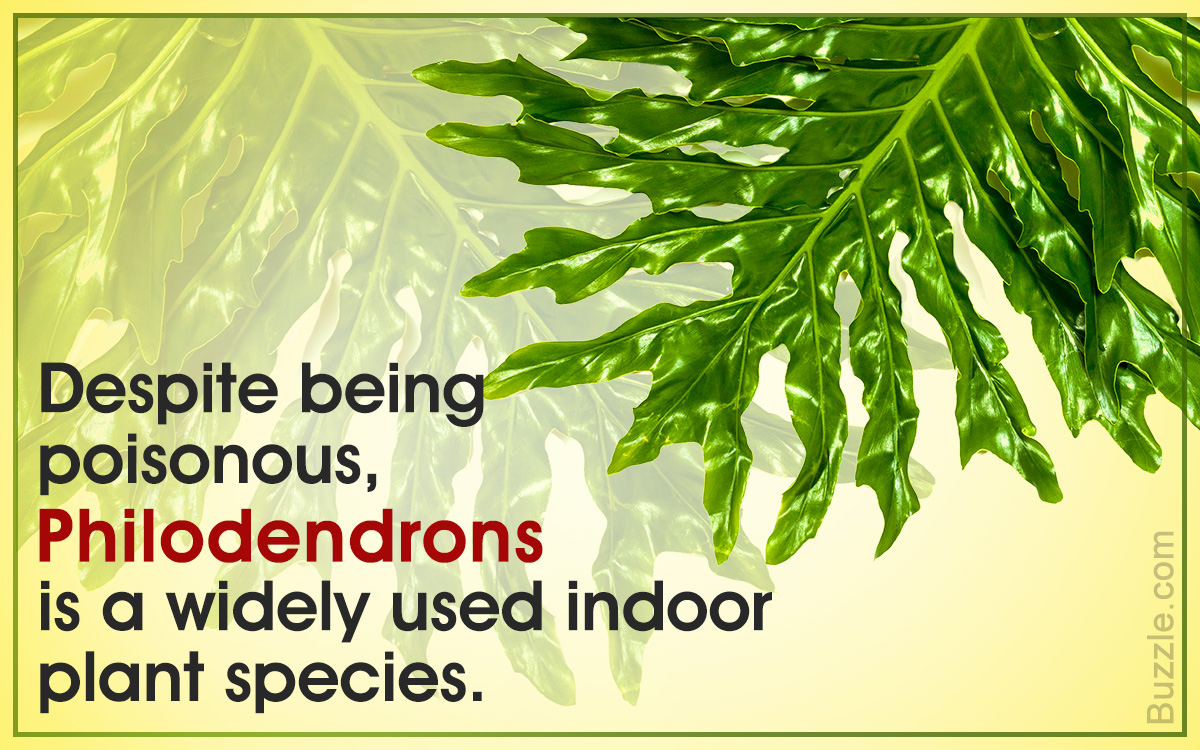 Must-read Care and Maintenance Tips for Umbrella Plant