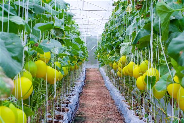 Everything from Planting to Growing Vegetable Seeds Explained