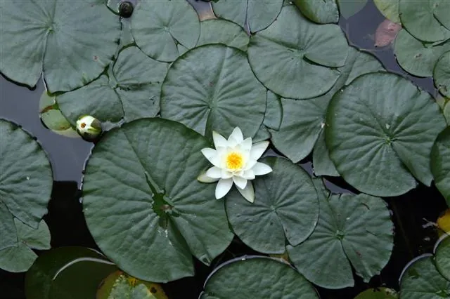 A white water lily flower blooms among green lily pads on dark water with a closed bud nearby.