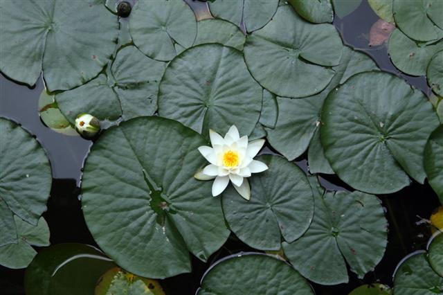 Water Flower Names