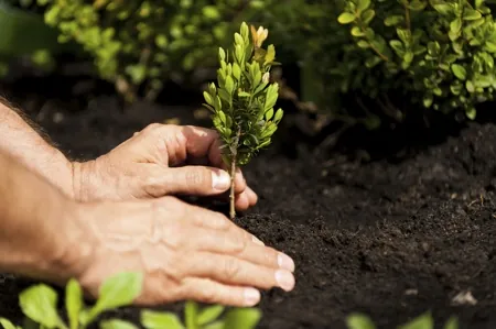 A pair of hands planting a small green sapling into dark soil.