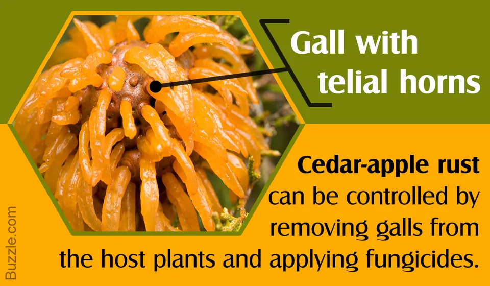 Close-up of a cedar-apple rust gall with orange telial horns emerging from a host plant.