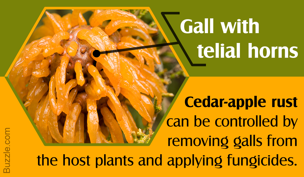4 Really Effective Ways to Get Rid of Cedar-Apple Rust