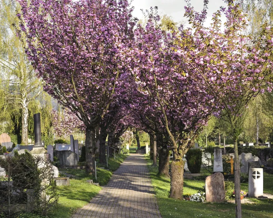 Blooming purple weeping cherry trees line a paved path through a cemetery with visible headstones.