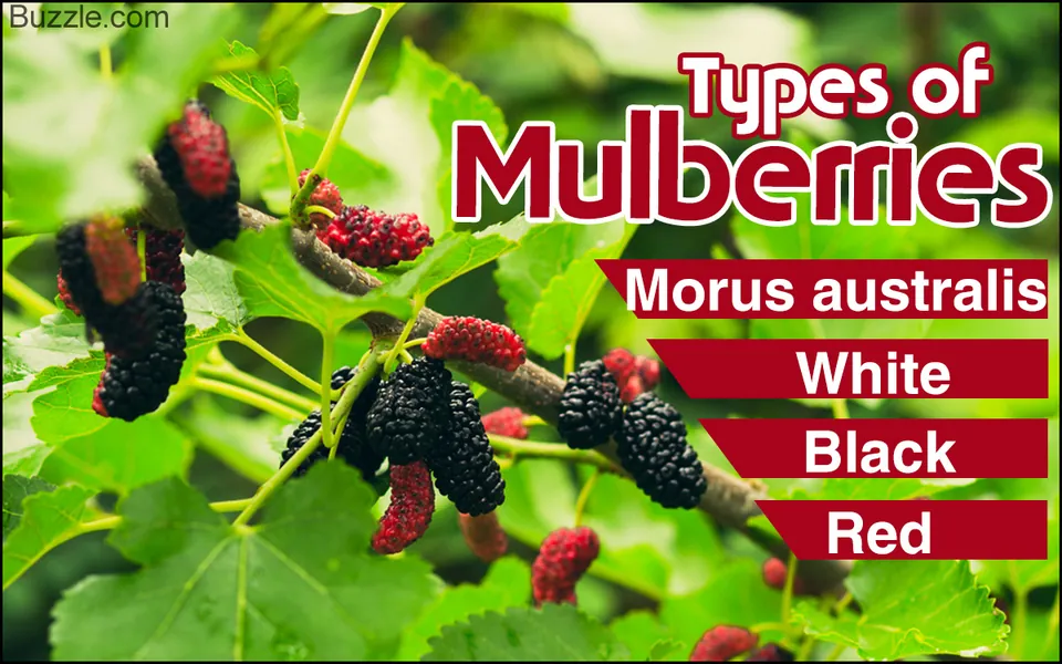 A close-up of a mulberry branch with green leaves and clusters of red and black berries.