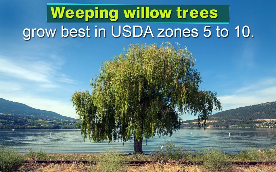 A weeping willow tree stands by a lake with rolling hills in the background under a blue sky.