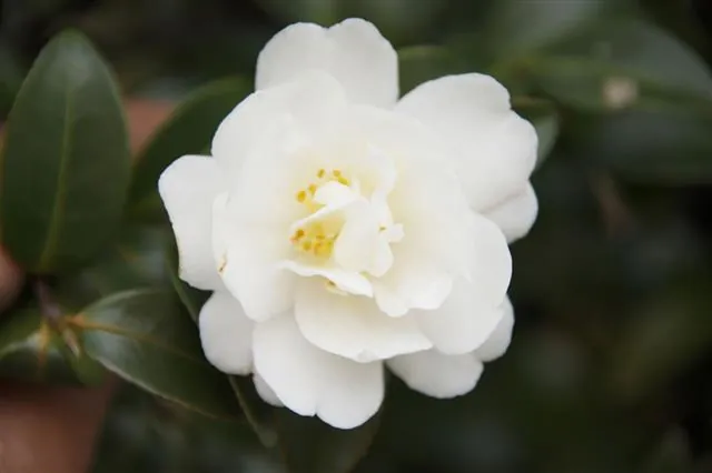 A white camellia flower with yellow stamens surrounded by dark green leaves.
