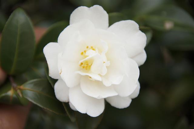 What Do Camellia Flowers Symbolize? We Bet You Didn't Know This